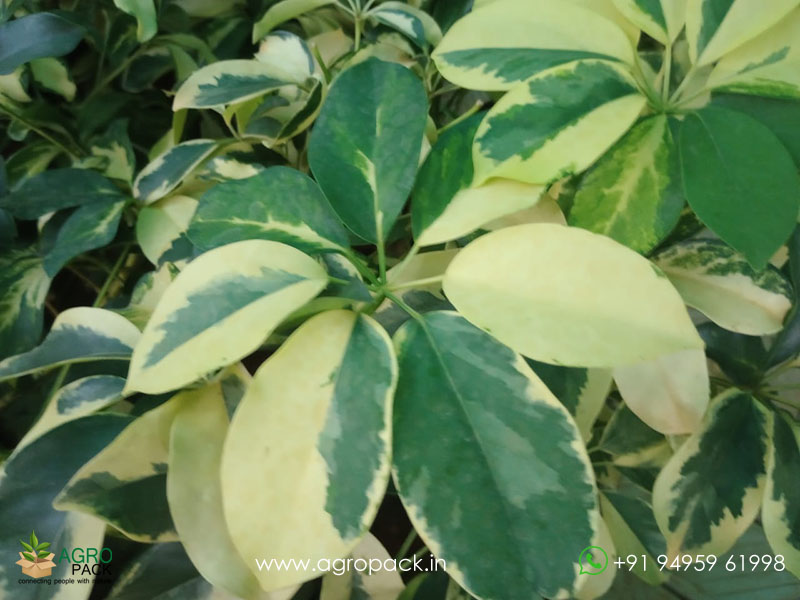 Variegated-Umbrella-Tree6