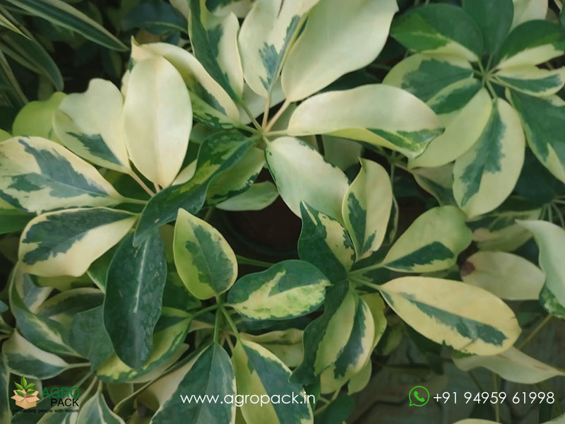 Variegated-Umbrella-Tree7