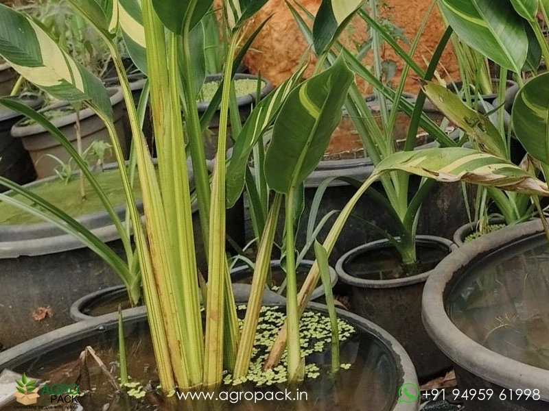 Variegated-Water-heliconia2