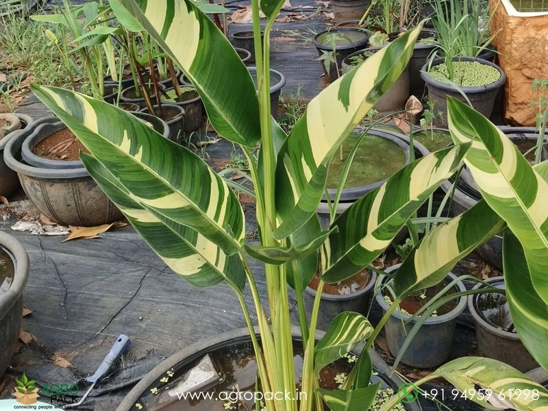 Variegated-Water-heliconia4