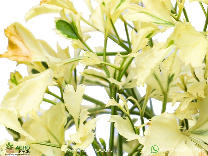 Variegated-White-Aralia2