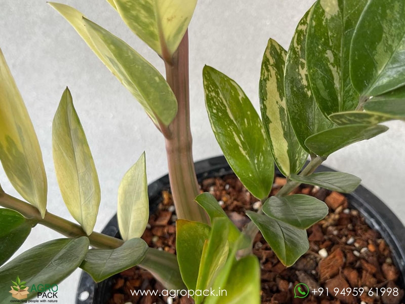 Variegated-ZZ2