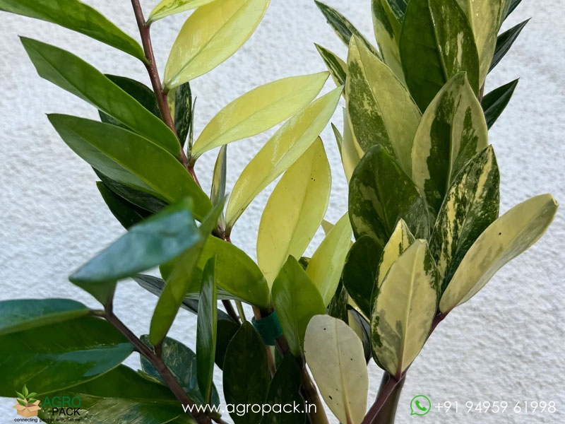 Variegated-ZZ3