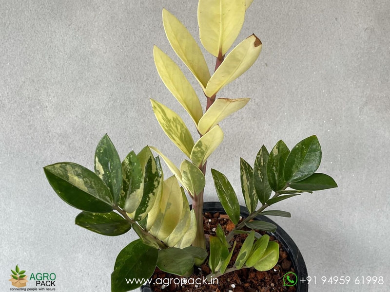 Variegated-ZZ4