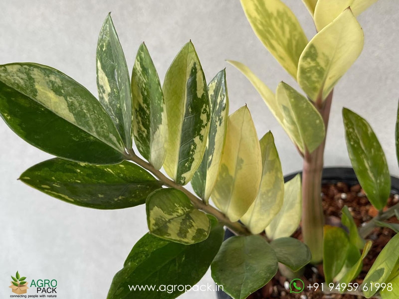 Variegated-ZZ5