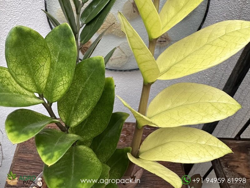 Variegated-ZZ6