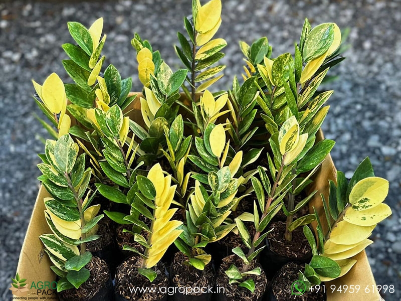 Variegated-ZZ7