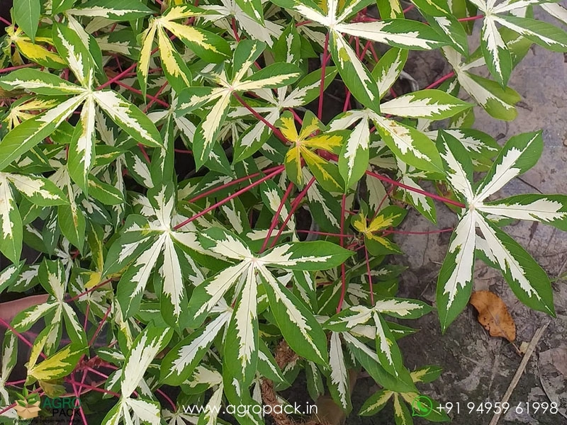 Variegated-tapioca3