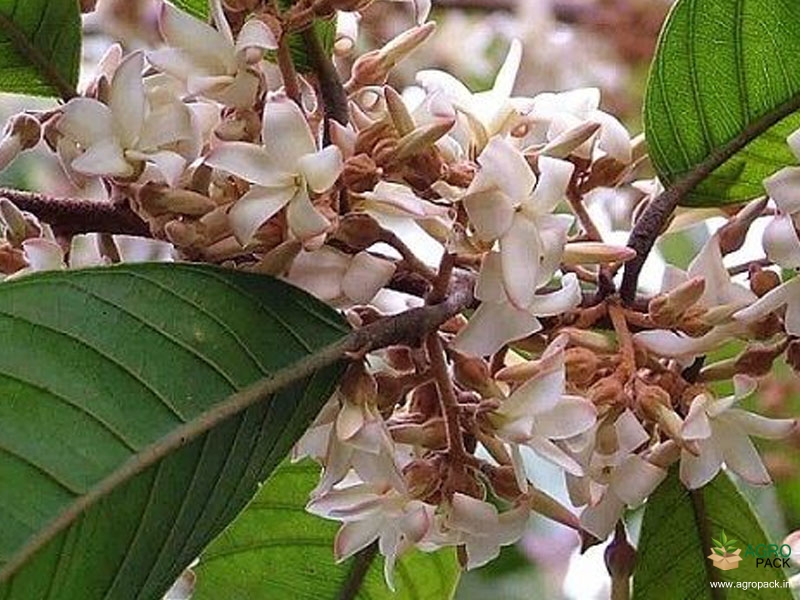 Vatica-Chinensis1
