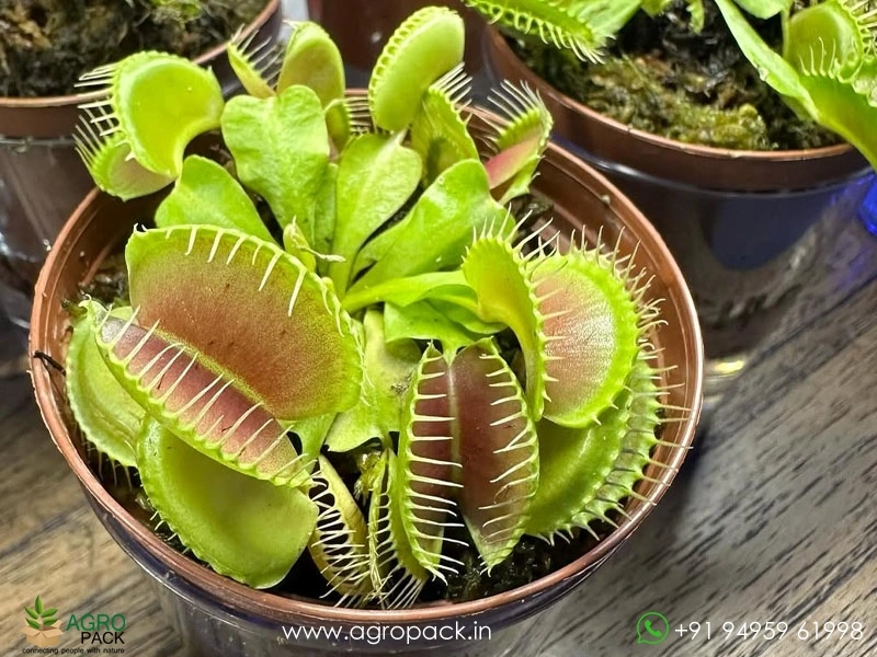 Venus-flytrap-carnivorous-Dionaea-muscipula1