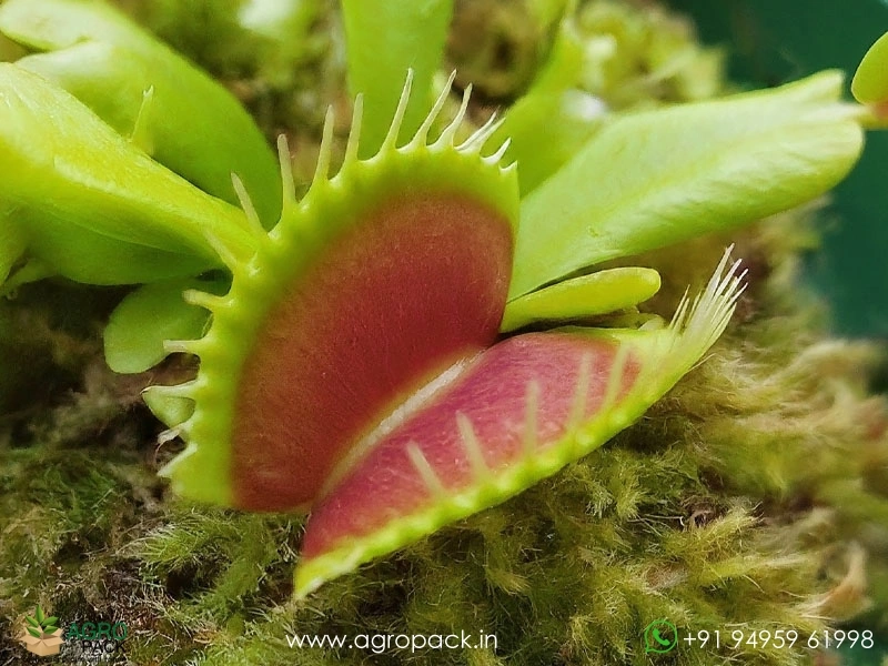 Venus-flytrap-carnivorous-Dionaea-muscipula2