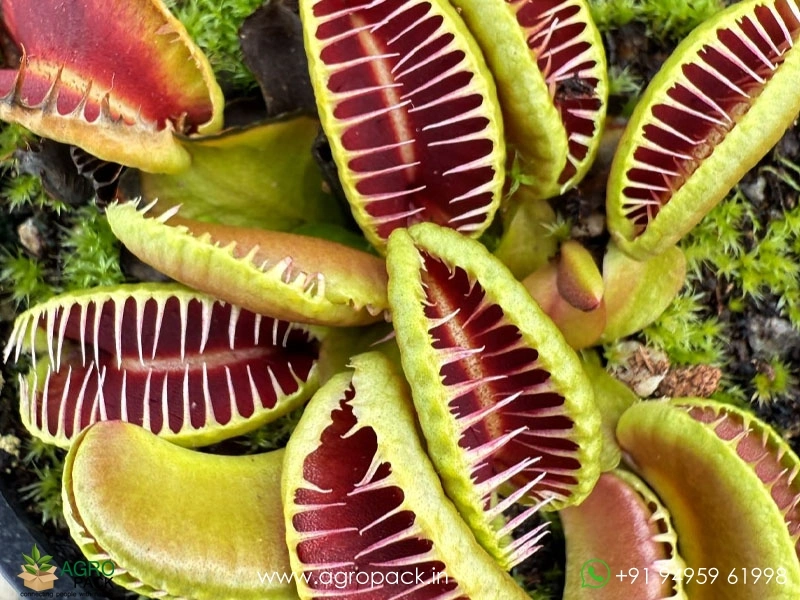 Venus-flytrap-carnivorous-Dionaea-muscipula4