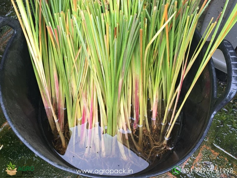 Vetiver Plant For Sale In India | Online plant nursery