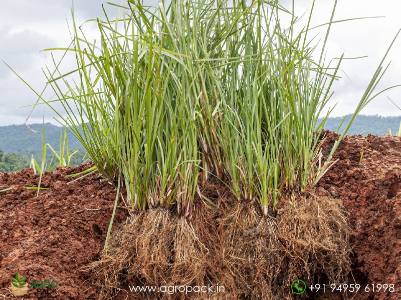 Vetiver3