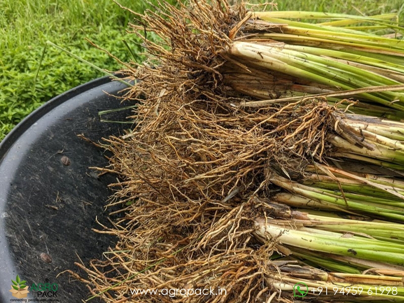 Vetiver4