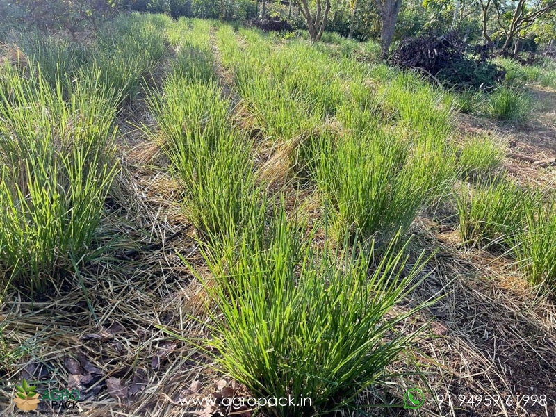 Vetiver5