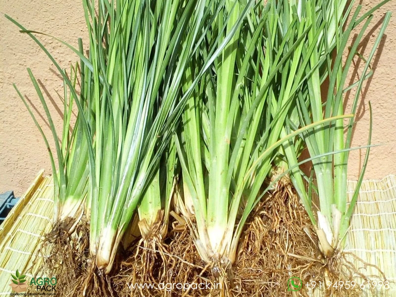 Vetiver6
