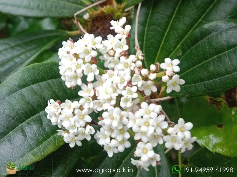 Viburnum-Lantana1