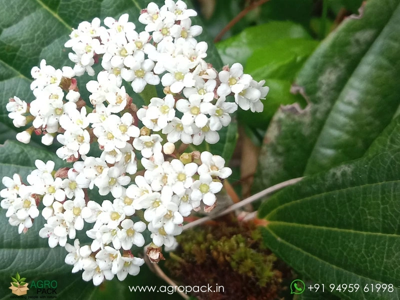 Viburnum-Lantana2