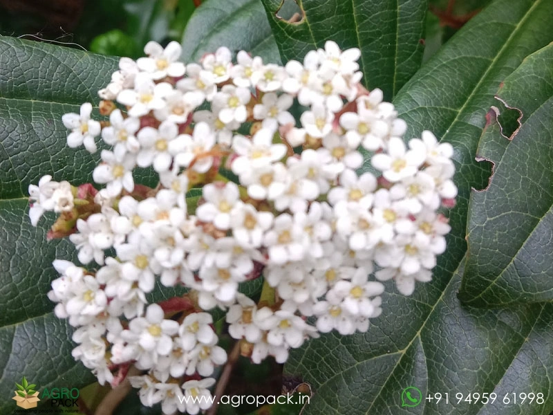 Viburnum-Lantana3