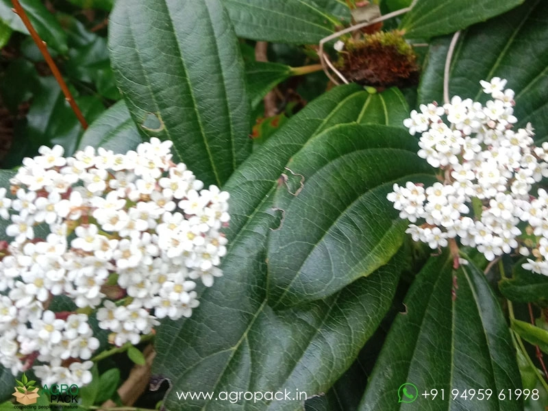 Viburnum-Lantana4