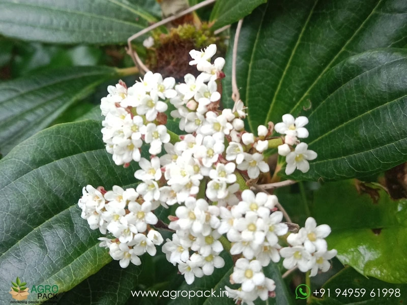 Viburnum-Lantana5