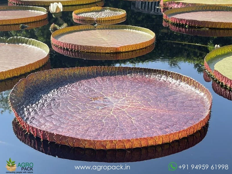Victoria-amazonica-Dreamer-Water-Lily1