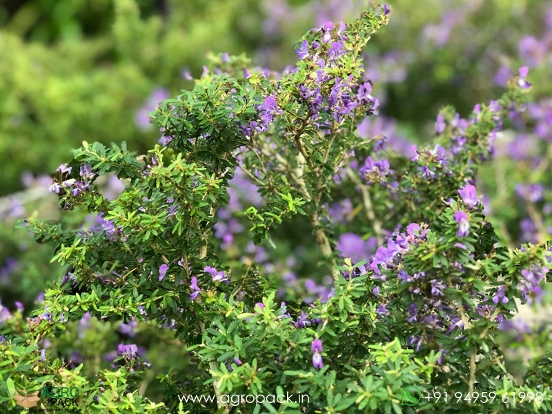 Vietnamese-Blue-Bell1