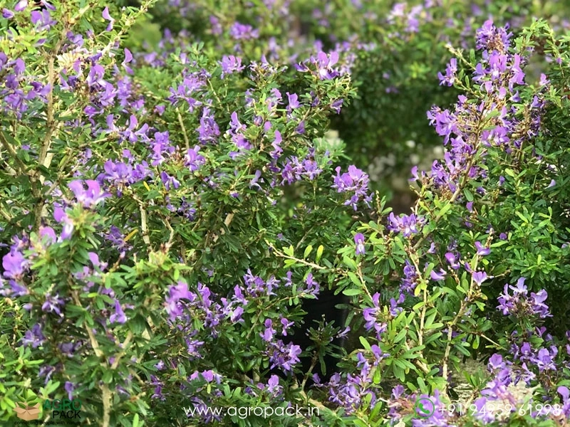 Vietnamese-Blue-Bell3