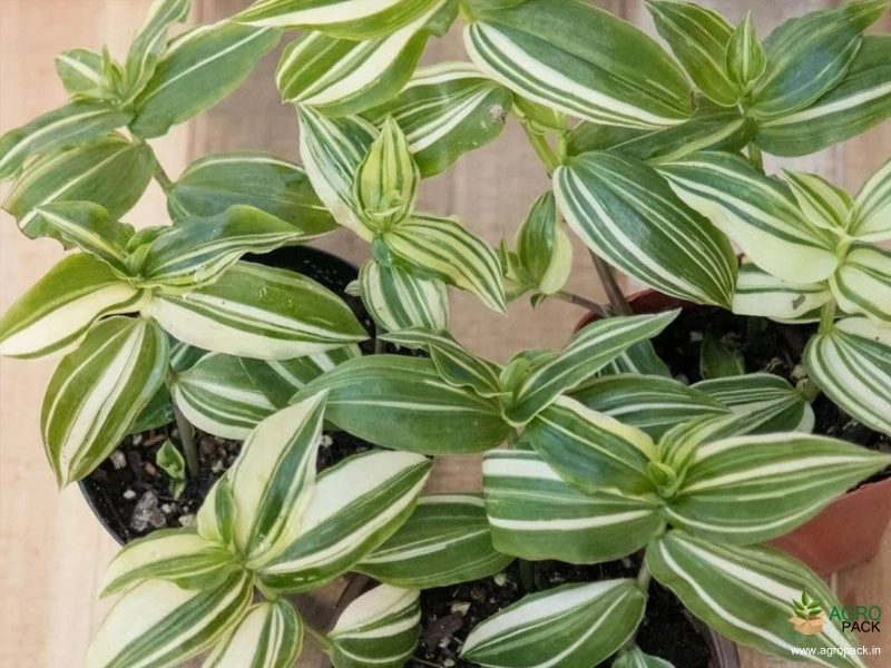 Wandering-Jew-Variegated2
