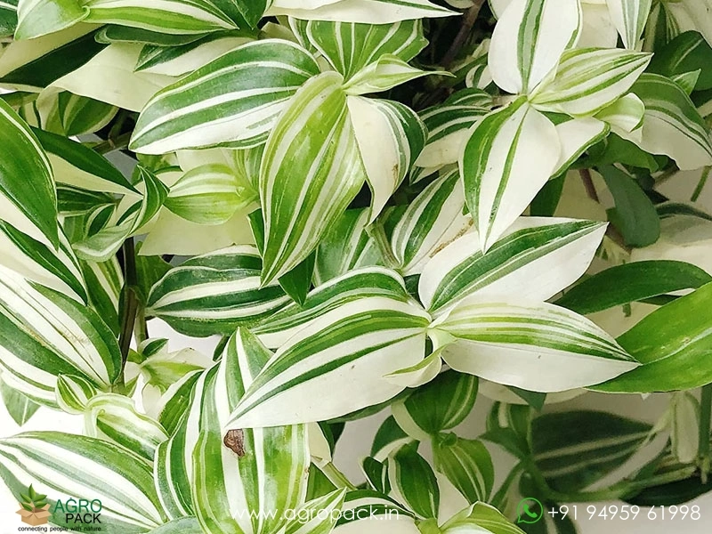 Wandering-Jew-Variety1