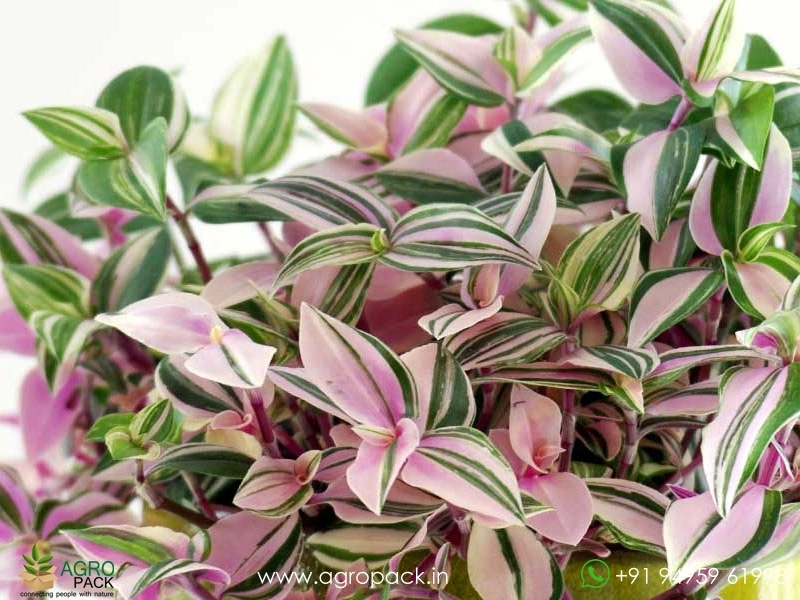 Wandering-Jew-Variety10