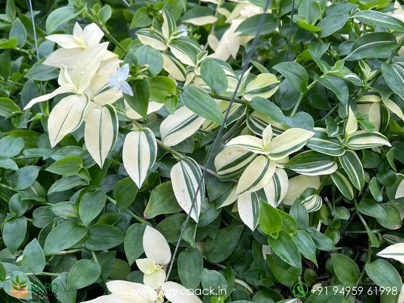 Wandering-Jew-Variety11