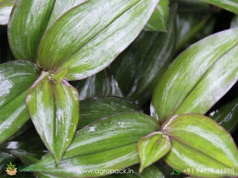 Wandering-Jew-Variety2