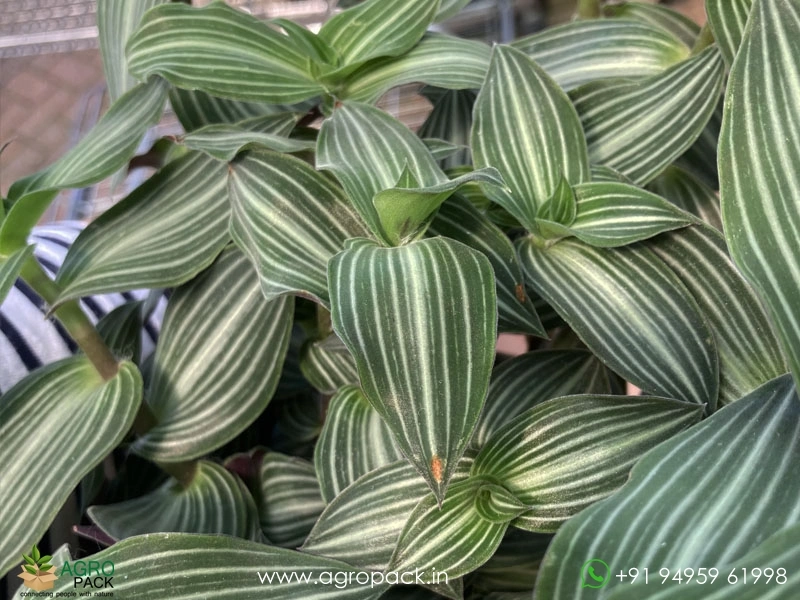 Wandering-Jew-Variety3