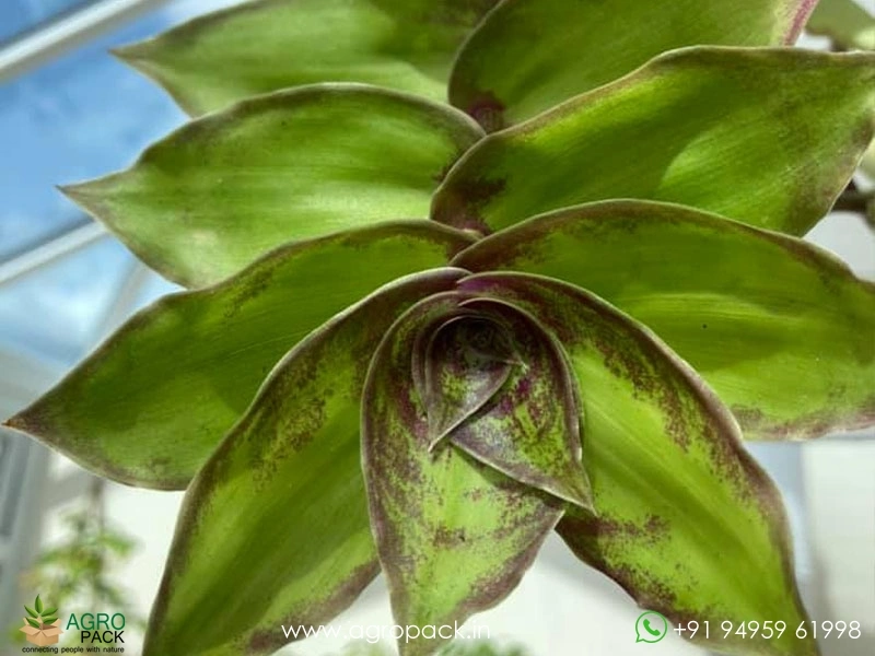 Wandering-Jew-Variety4