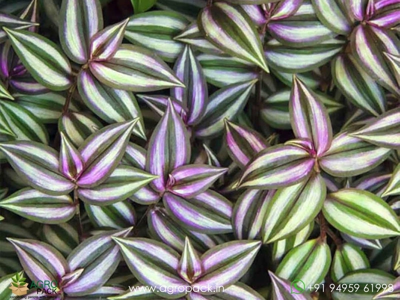 Wandering-Jew-Variety5