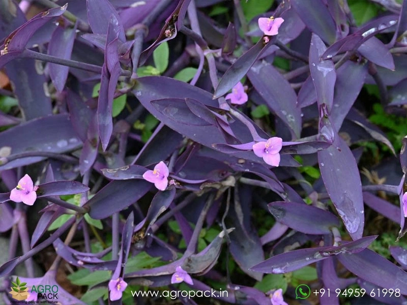 Wandering-Jew-Variety6