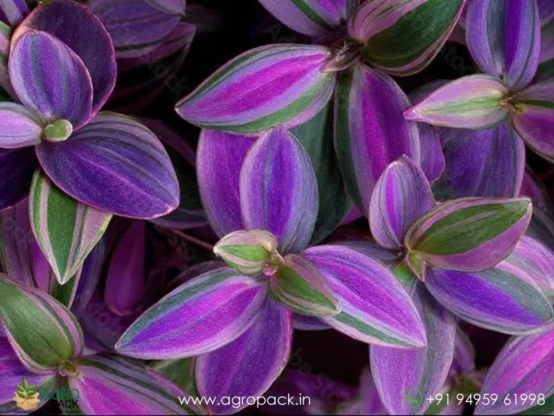 Wandering-Jew-Variety7
