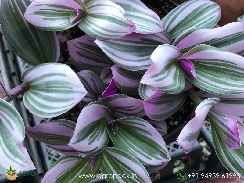 Wandering-Jew-Variety8