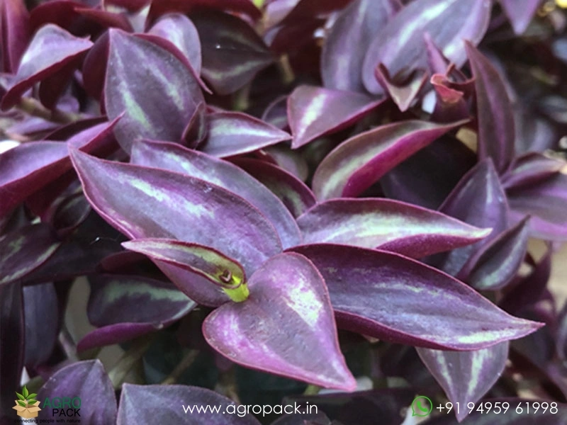Wandering-Jew-Variety9