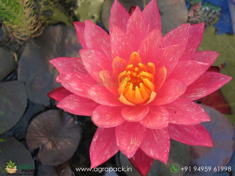 Wanvisa-Hardy-Water-Llily1