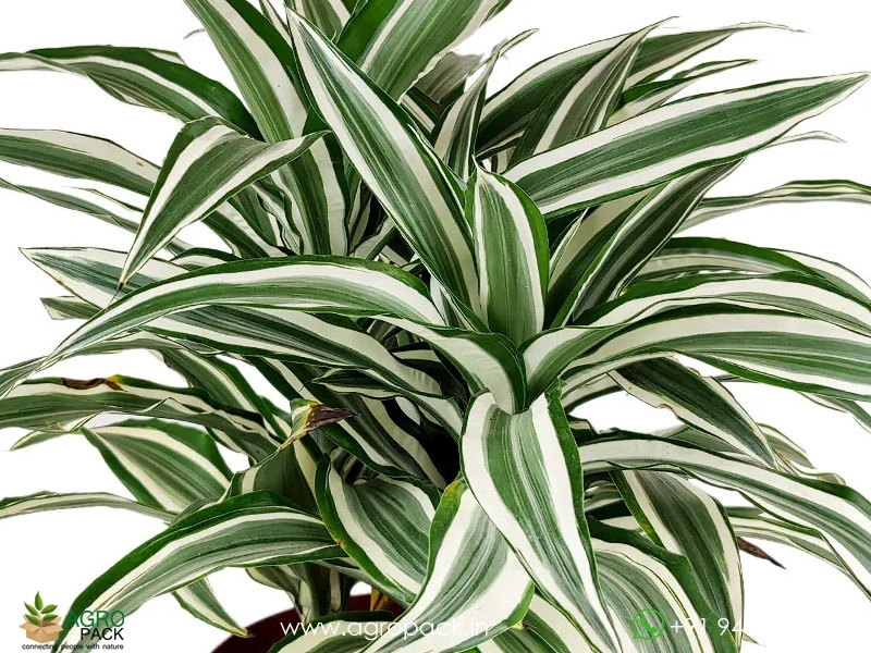 Warneckii-Dracaena2