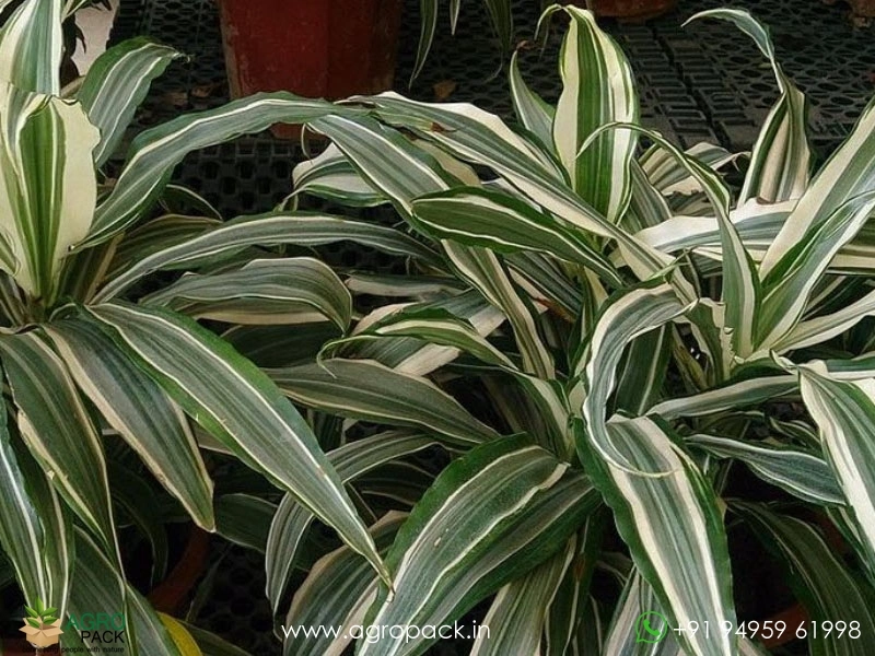 Warneckii-Dracaena4