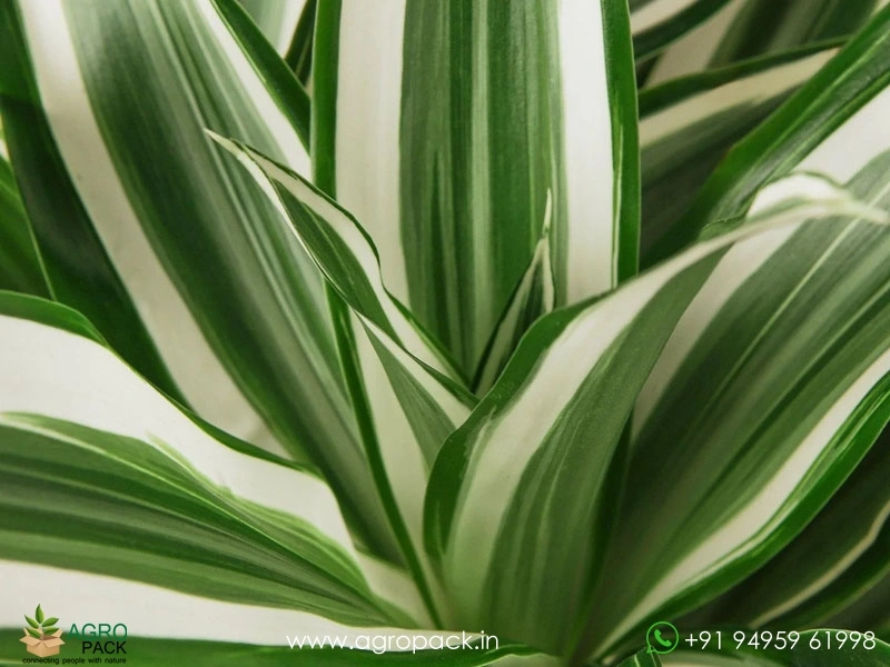 Warneckii-Dracaena6
