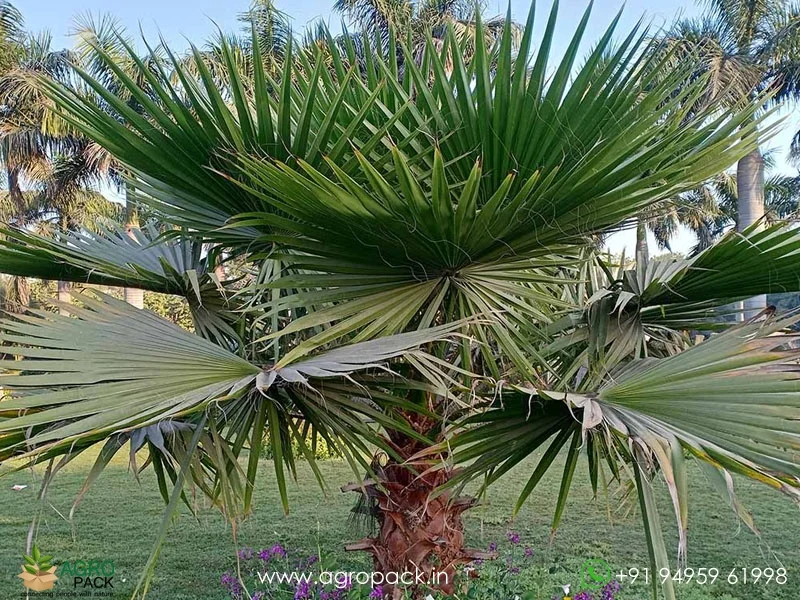 Washingtonia-robusta-Mexican-Fan-Palm1