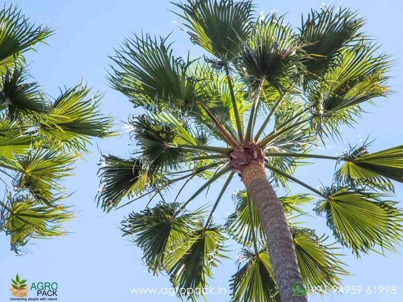 Washingtonia-robusta-Mexican-Fan-Palm3
