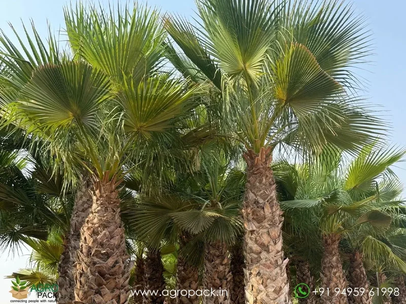 Washingtonia-robusta-Mexican-Fan-Palm4