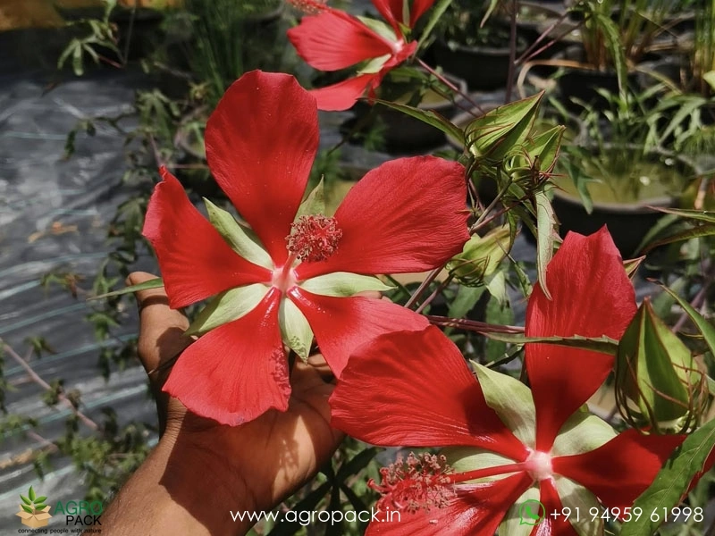 Water-Hibiscus-Scarlet-Rosemallow1