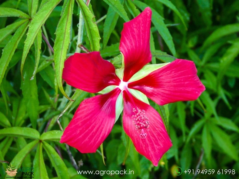 Water-Hibiscus-Scarlet-Rosemallow5